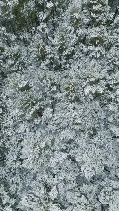 Vertical drone shot of snow covered forest in Barycz Valley in winter Stock Footage 329138245