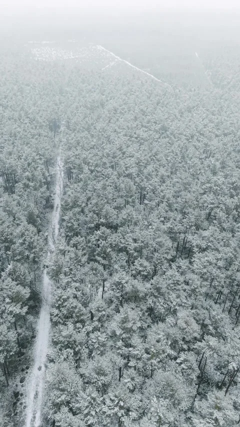 Vertical drone shot of snowy forest and path in Barycz Valley, Poland. Stock Footage 329138236