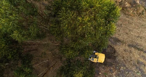 Vertical drone shot of timber cutting machine harvesting plantation. Stock Footage 86889584