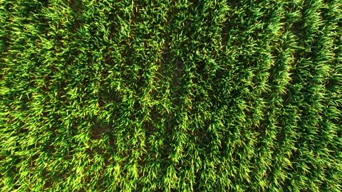 Vertical drone shot of wheat crop clusters growing in structured planting grid Stock Footage 333255536