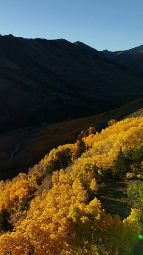 Vertical Drone Shot, Yellow Aspen Forest and Valley on Sunny Autumn Day in Vídeos de archivo 340385422