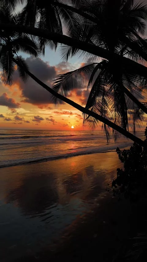 Vertical Drone Sunset with Palm Tree Silhouettes at Playa Uvita Stock Footage 328598267