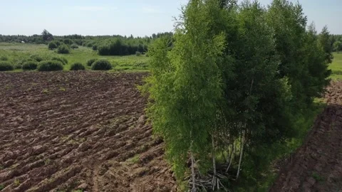 Vertical drone takeoff over plowed field near birch trees Kolomna Vidéo 327553984