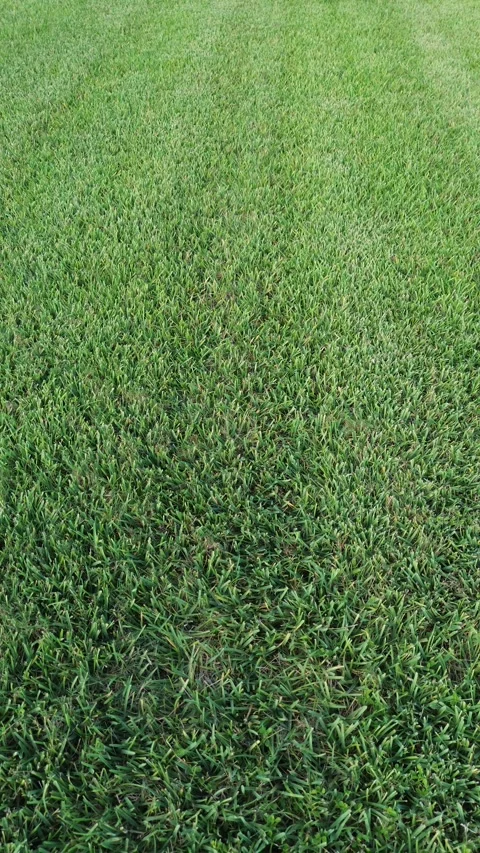 Vertical Drone Video, Close-Up of Green Grass Lawn Stock Footage 340525026
