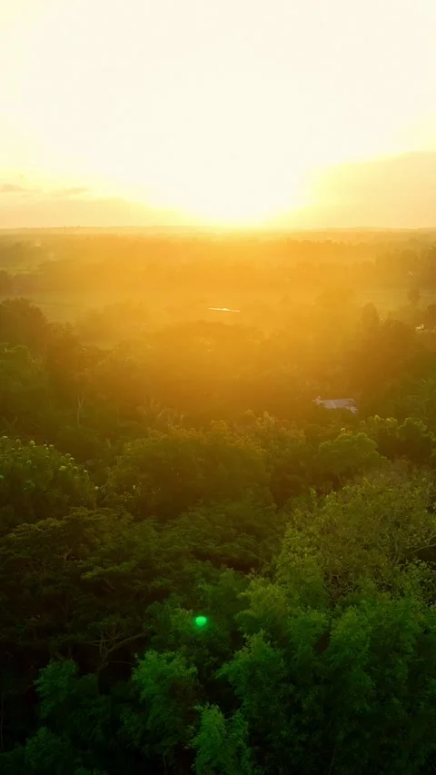 Vertical drone video of golden sunset forest Stock Footage 336316411