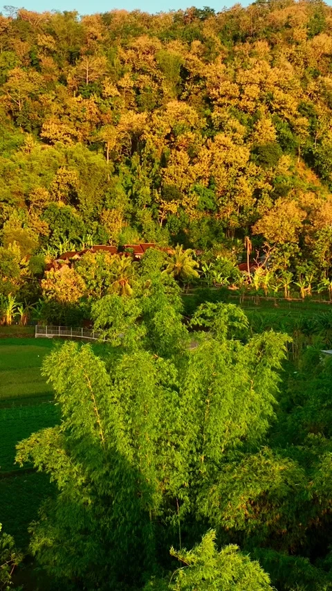 Vertical drone video of sunlit forest farm Stock Footage 336316390