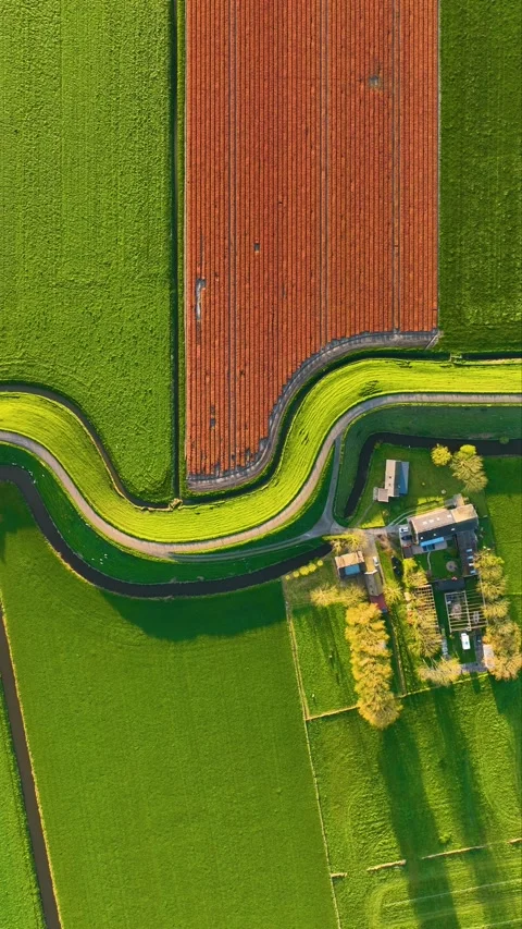 Vertical drone video of vibrant flower rows and a countryside road. Stock Footage 336980291