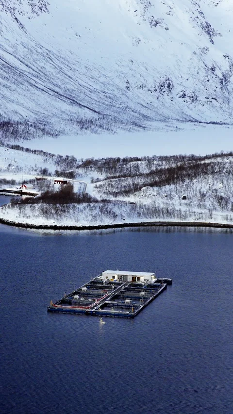 Vertical Drone View of Cod Aquaculture Farm in Ringvassøya, Norway 库存影片 344368122
