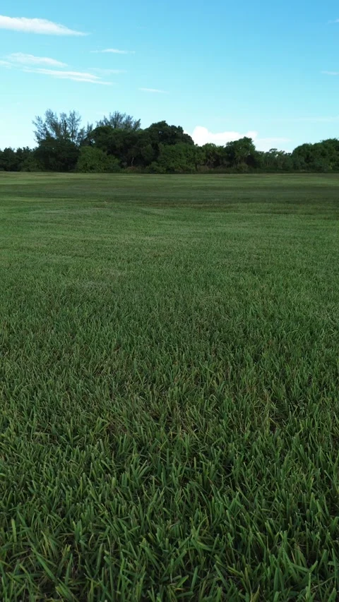 Vertical Drone View of Grass Lawn, Trees, and Blue Sky Stock Footage 340525145