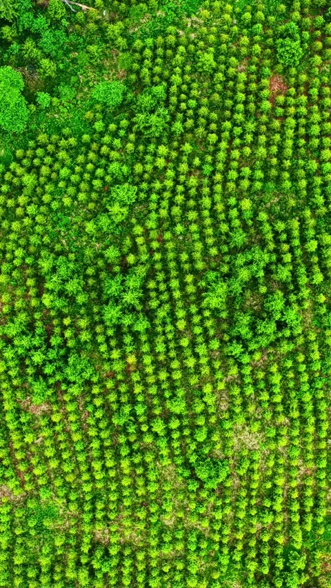 Vertical Drone View of Orderly Young Tree Plantation and Greenery Video stock 337386041