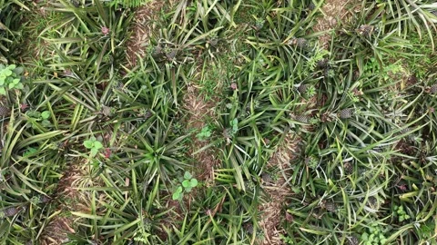 Vertical Drone View of Pineapple Plants Stock Footage 335649617