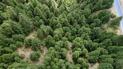 Vertical Drone View Of Thick Fir Forest And National Road On Mainalo Mountain Stock Footage 325221056