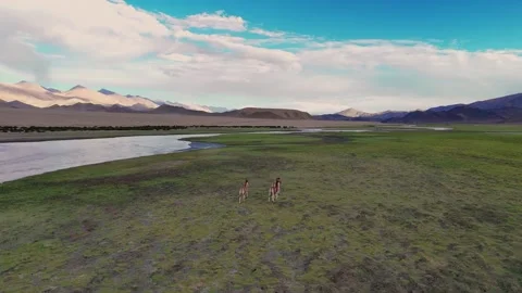 Vertical drone view of wild asses roaming Ladakh’s green valleys beneath rugged Stock Footage 310899635