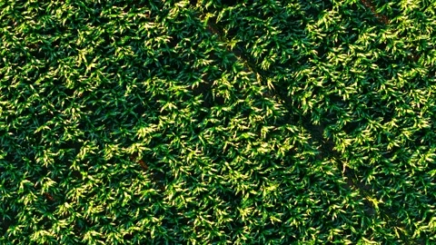 Vertical drone view of young corn plants with geometric field pattern. Green Stock Footage 341331677