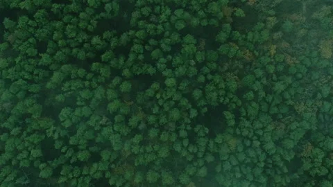 Vertical drone wood view forest landscape trees Stock Footage 255262893