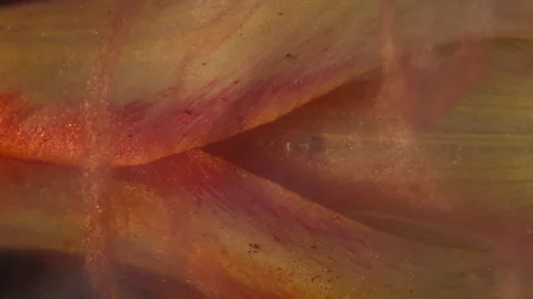 Vertical drop flower smoke art vapor tulip water Stock Footage 343737651
