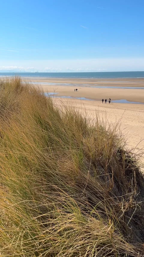 Vertical. Dry grass on the dune, few people on the beach. Видео 276184039