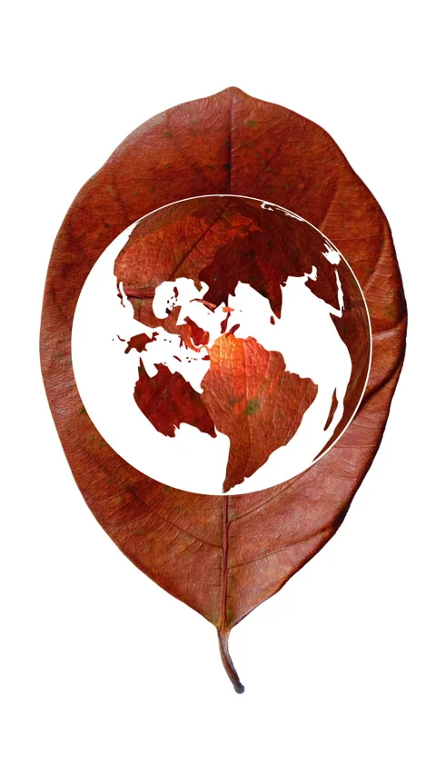 A vertical dry leaf designed in shape of a world map. 库存影片 339385630