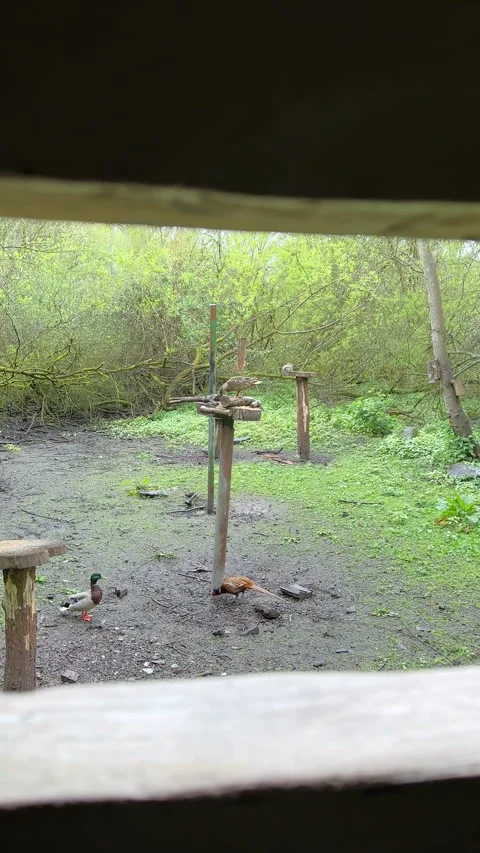 Vertical. Ducks, pheasant and squirrel at bird feeder in rain. Stock-Footage 335237188