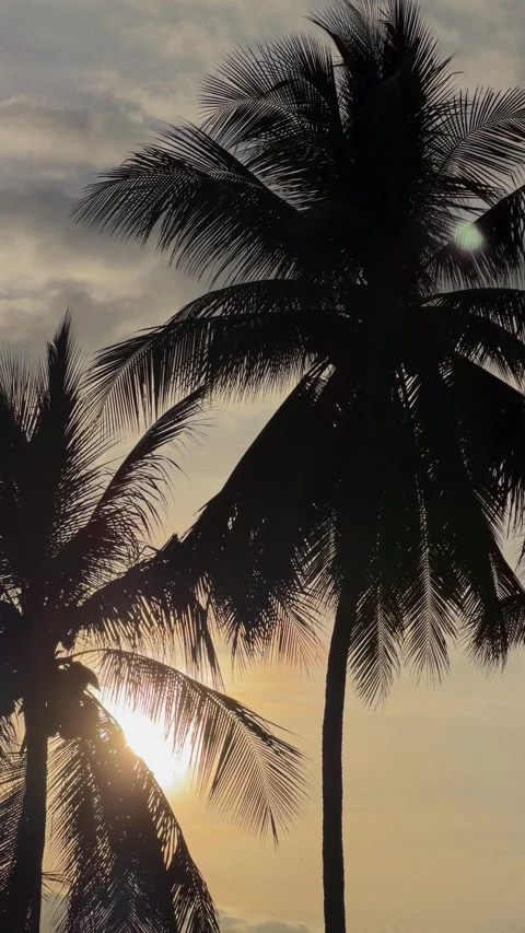 A vertical dusk scene frames dark palm silhouettes beneath a descending sun Stock Footage 325601474