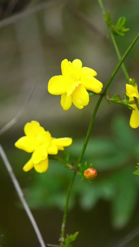 Vertical Early spring yellow jasmine flowers close up Stock Footage 332576943