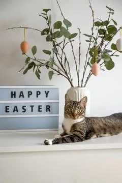 Vertical easter banner with cute tabby cat near vase with willow decorated with Stock Photos