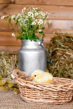 Vertical easter card with Small chicken in a basket against rustic background Stock Photos