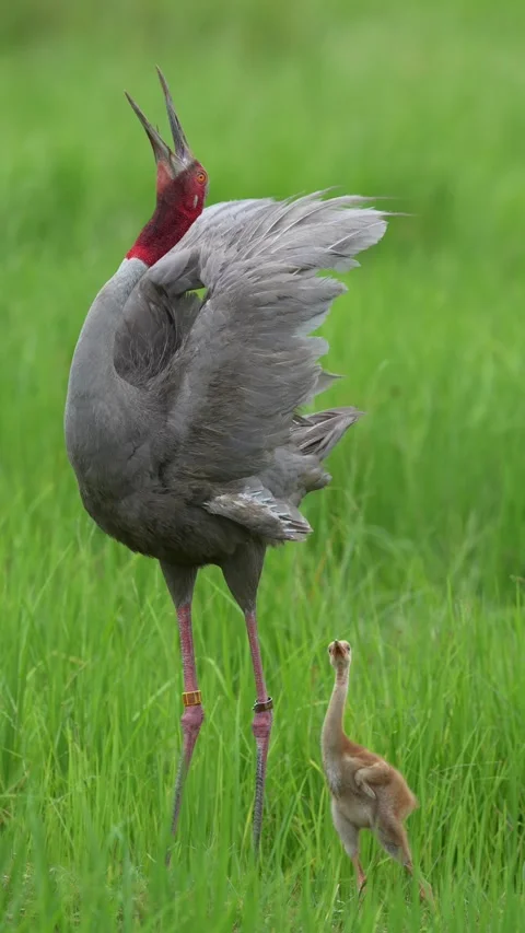 Vertical Eastern Sarus Crane Calling with Chick in Green Grassland Stock Footage 345697887