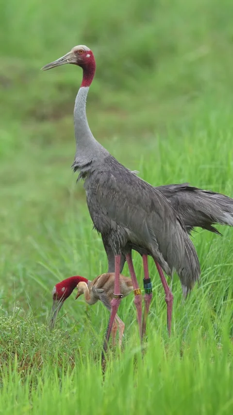 Vertical Eastern Sarus Crane Family Foraging with Chick in Grassland Stock Footage 345697885