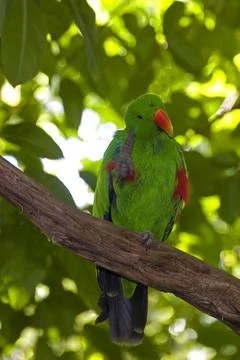 Vertical of a Eclectus Parrot, Eclectus roratus Foto stock