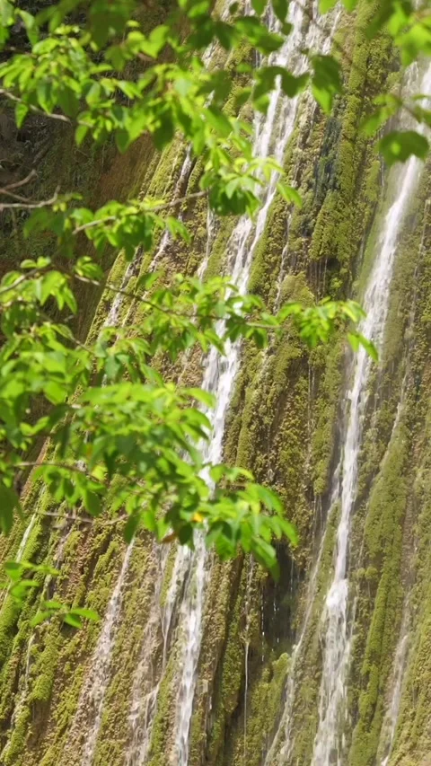 Vertical El Limon waterfall, Northeastern Dominican Republic. Water rapidly Stock Footage 292592823