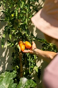 Vertical Elderly Back Picking Yellow Tomatoes by Wall Stock Photos