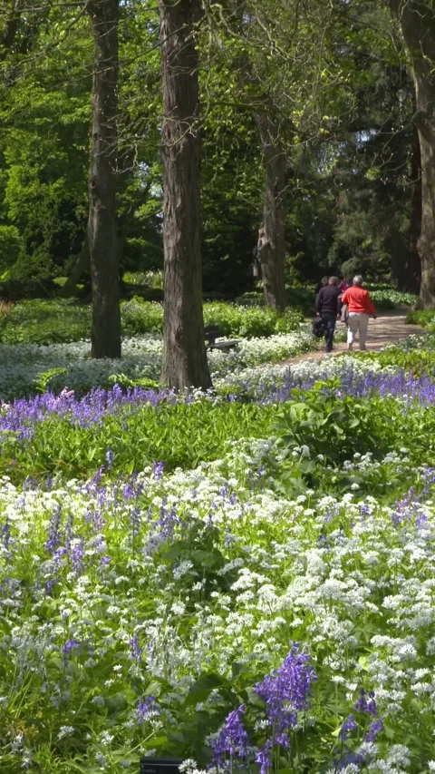 Vertical - Elderly couple strolling in city park with allium and bluebells Stock Footage 309084164