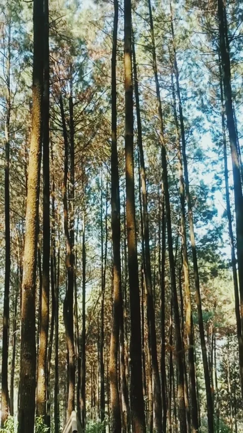 Vertical Elegance: A Forest’s Ascent Stock Footage 277414839