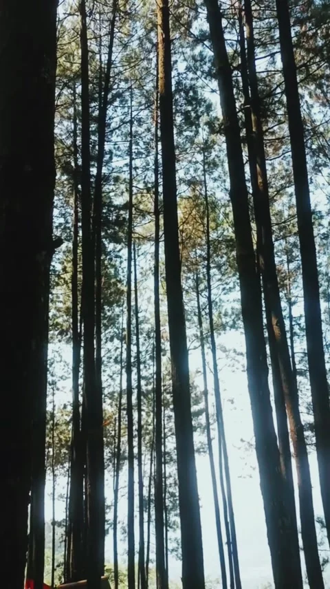 Vertical Elegance: A Forest’s Ascent Stock Footage 277414855