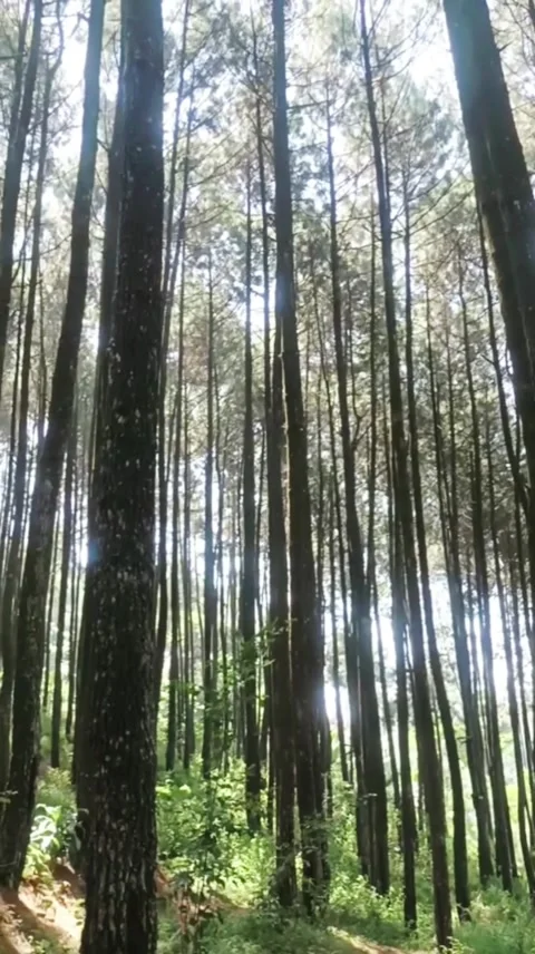 Vertical Elegance: A Forest’s Ascent Stock Footage 277414869