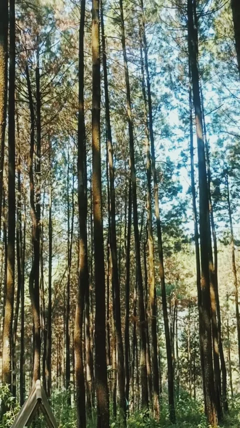 Vertical Elegance: A Forest’s Ascent Stock Footage 277414871