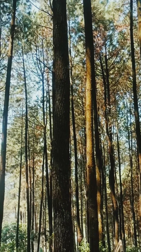 Vertical Elegance: A Forest’s Ascent Stock Footage 277415026