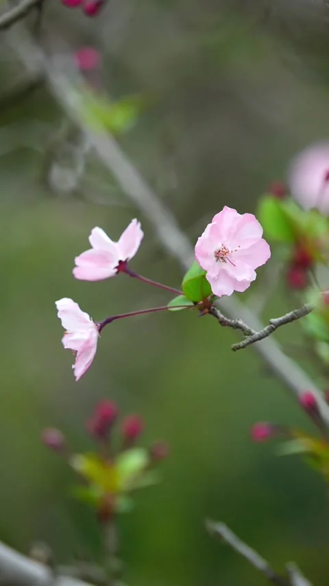 Vertical Elegant Composition of Three Pink Peach Blossoms on a Branch Stock Footage 331482896