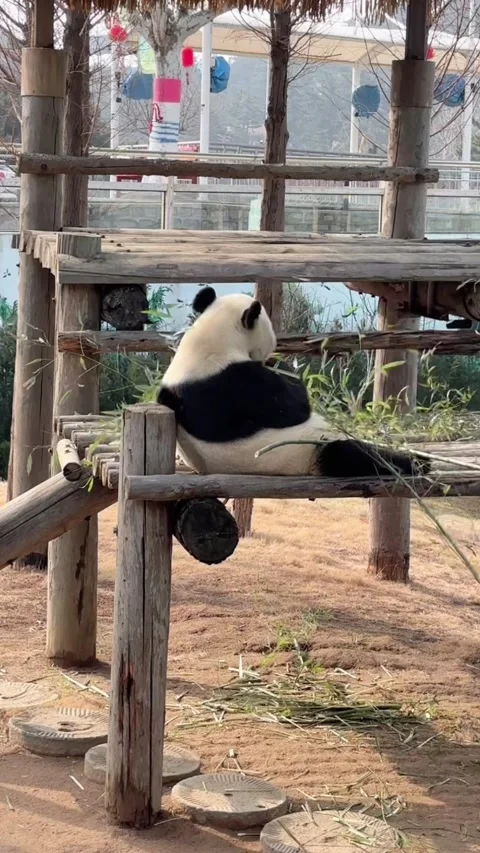 Vertical Endangered Giant Panda in Conservation Habitat Stock Footage 332686872