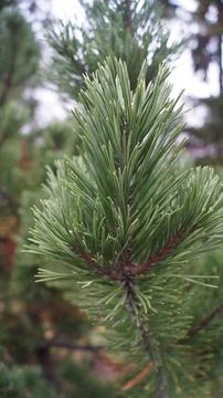 Vertical Evergreen Tree Top with Conical Shape Stock Photos