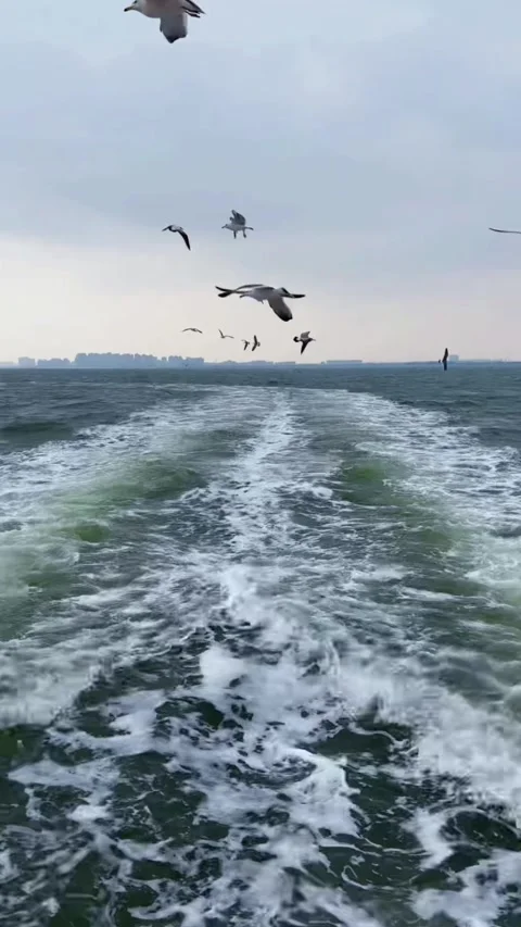 Vertical Exploring the Sea with Seagulls and Boat Wake Видео 334765762