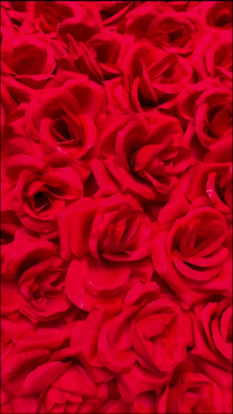Vertical Extreme Close Up of Red Roses Monochrome Floral Texture Background Stock Footage 330876473