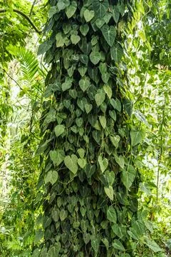 A vertical eye level close up view of lush green philodendron vine leaves c.. Stock Photos