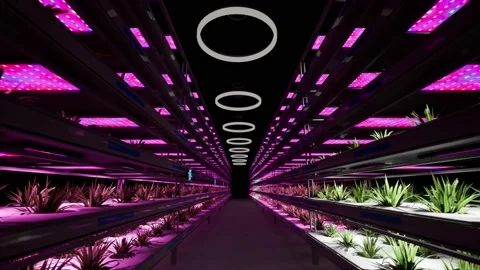 Vertical farm 3d render animation with camera movement zoom and with purple  Stock Footage 237931049