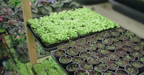 Vertical farm with growed microgreens, vertical farming, home business, 4k 60p Stock Footage 169083065