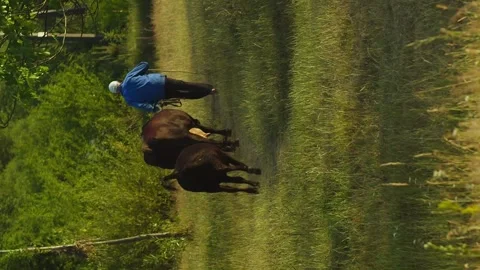 Vertical farmer shepherd and cows in the village Stock Footage 246958856