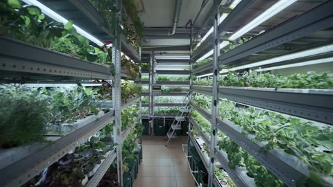 Vertical farming system growing microgreens under led lights Vídeo Stock 331294251