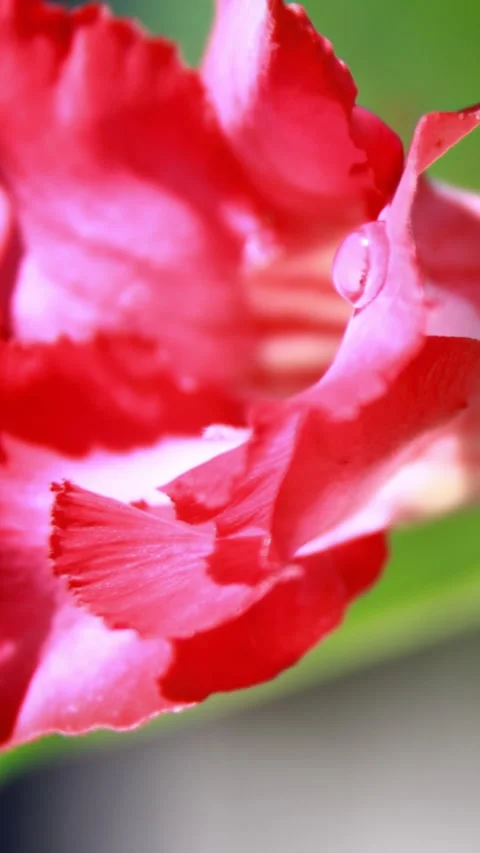 Vertical Fast Loop Timelapse of Desert Rose Flower Opening with Dew Drops Stock Footage 333365004