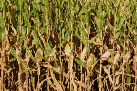 Vertical field corn background Stock Photos